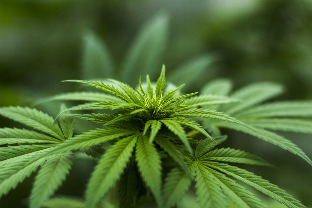 cannabis-plant צמח קנאביס